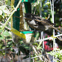 Shiny Cowbird (female)