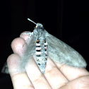 Convolvulus Hawk-moth