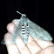 Convolvulus Hawk-moth