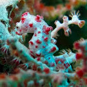 Pygmy Seahorse