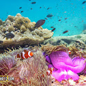 Ocellaris Clownfish