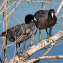 American Coot