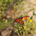 Monarch