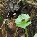 Common Rose.
