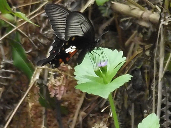 Spotting Image 1