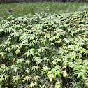 Mayapple