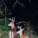 White-Tailed Deer