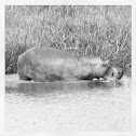 Hippopotamus