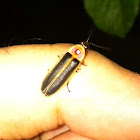 Firefly