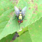 Blow fly