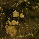 Soil Hyphae