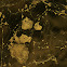 Soil Hyphae
