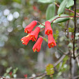 Plants of Ecuador