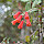Plants of Ecuador