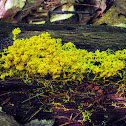 Many-headed Slime
