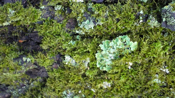 Spotting Image 1