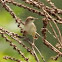 Zitting Cisticola