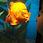 Garibaldi