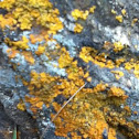 Lichen