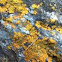 Lichen