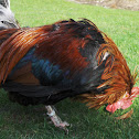Styrian Roosters