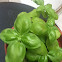 Albahaca or Basil