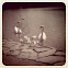 Mute Swan