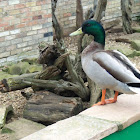 Mallard