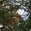 Texas Fox Squirrel