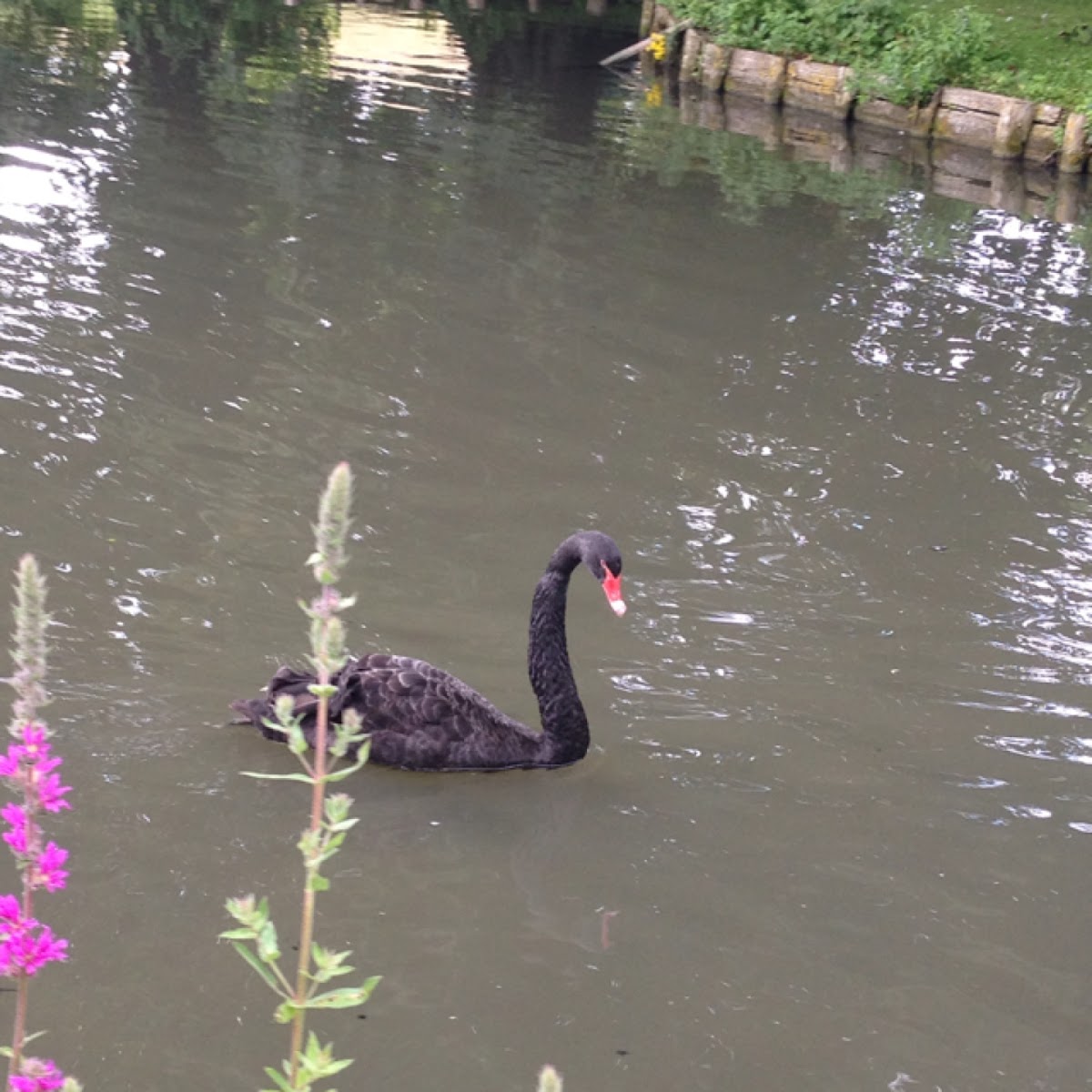 Black Swan