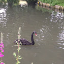 Black Swan