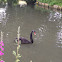 Black Swan