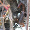 Alacrán, Scorpion