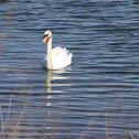Mute Swan
