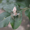 Jumping Spider