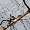 Eastern yellow-rumped warbler