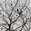 Cape Bulbul