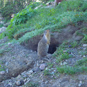 ground squirrel
