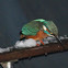 Common Kingfisher