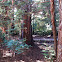 Redwood Grove