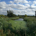 Swan