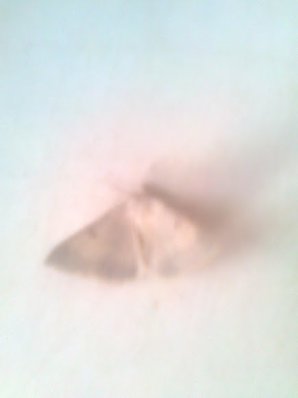 Spotting Image 1