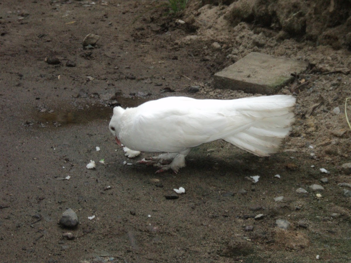 White Roller Dove