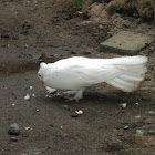 White Roller Dove