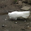 White Roller Dove
