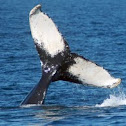Humpback Whale