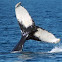 Humpback Whale