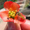 Hover fly