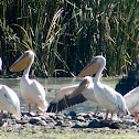 Great White Pelican