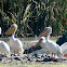 Great White Pelican